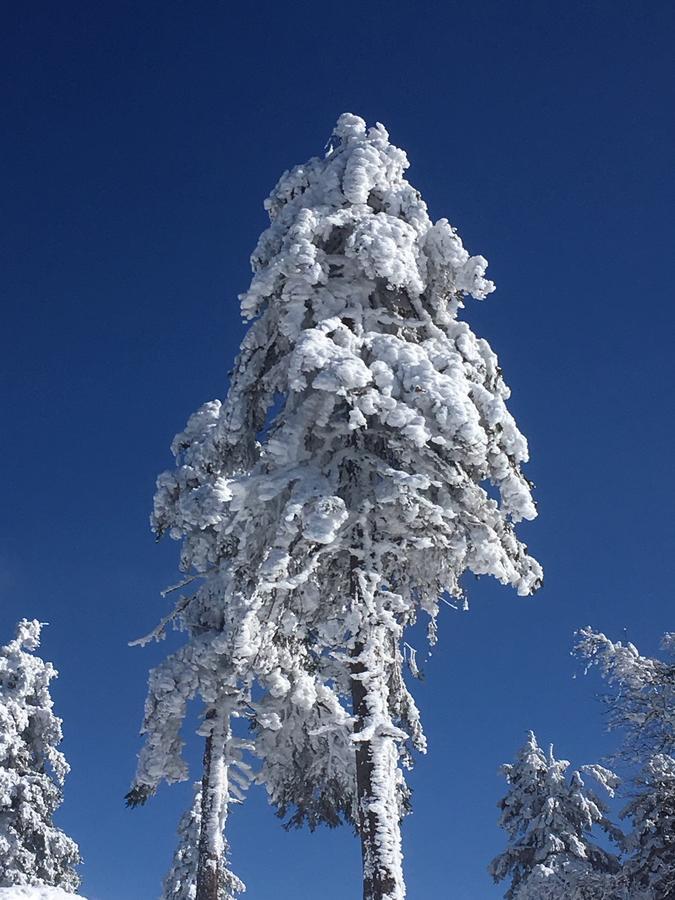 Concordia Harzapart Braunlage Εξωτερικό φωτογραφία